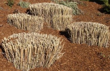 pruning-ornamental-grasses-1280x720